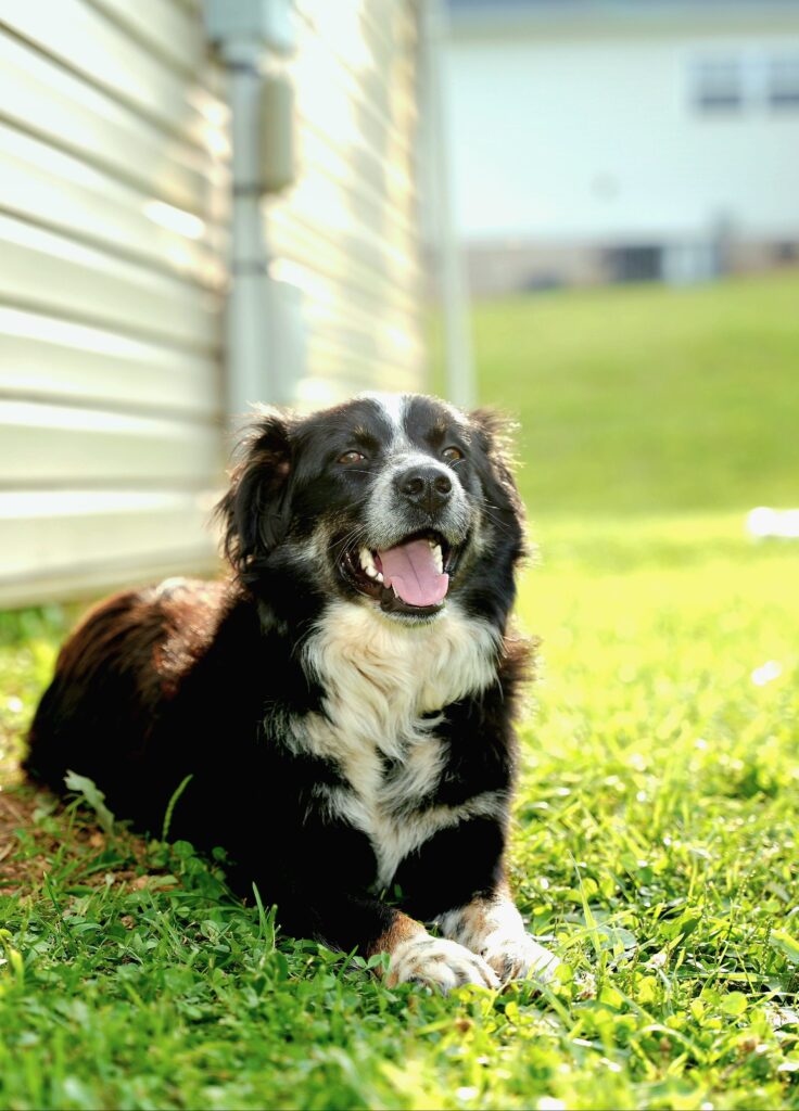 Border Collie mix relaxing happily in a sunny backyard