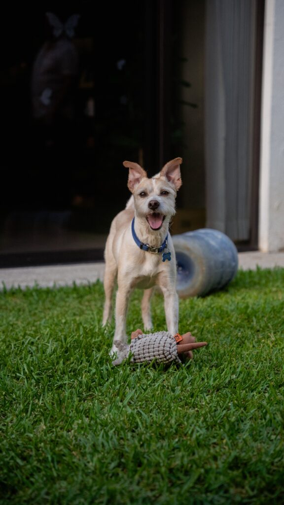 Terrier mix playing with a toy on a clean lawn