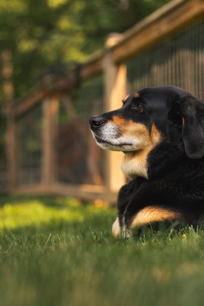 Hound mix relaxing in a Jacksonville backyard at golden hour